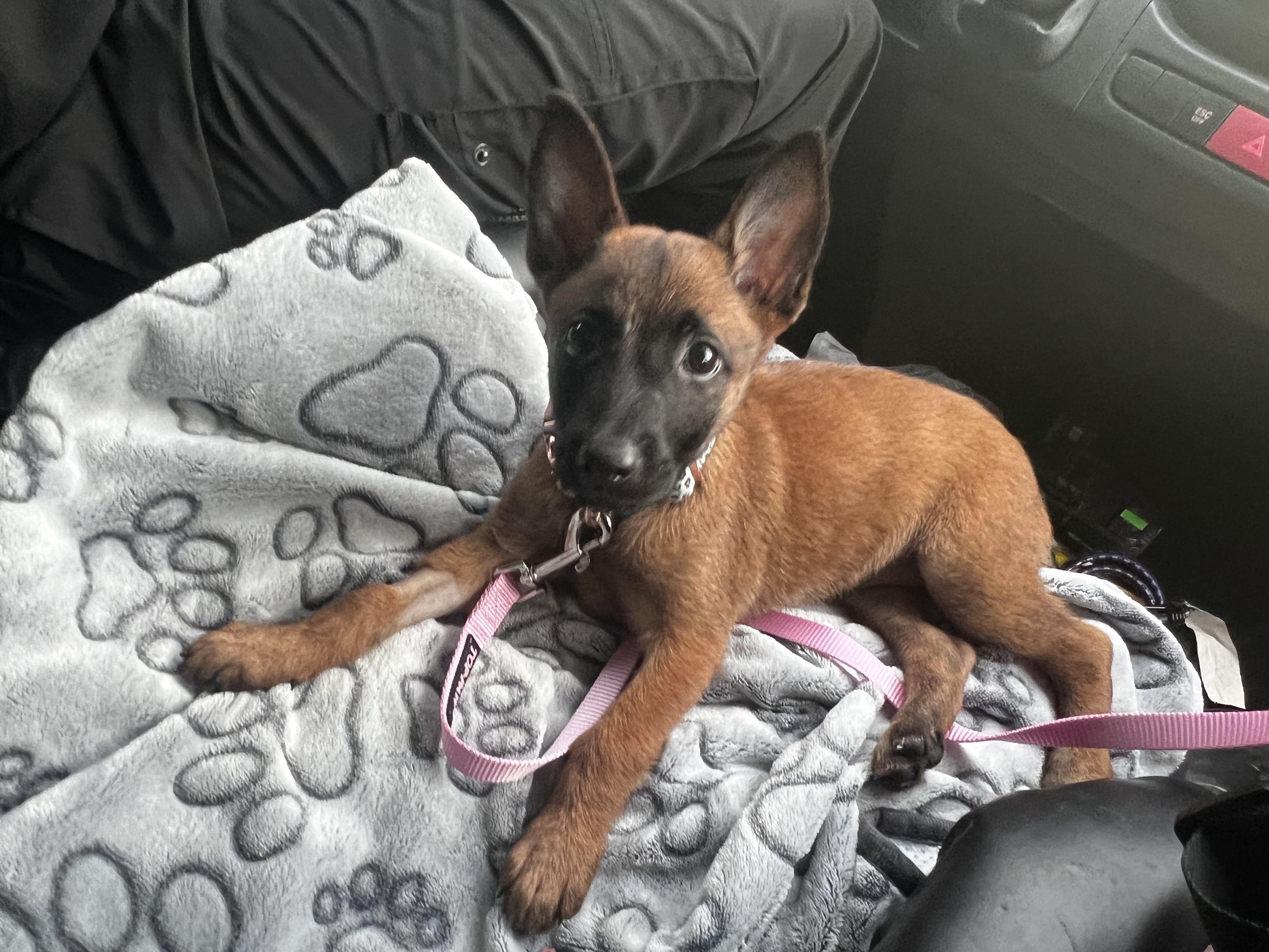 Enlarge Berry, a Adopted Belgian Shepherd / Malinois in Palm Coast, FL image 5/5