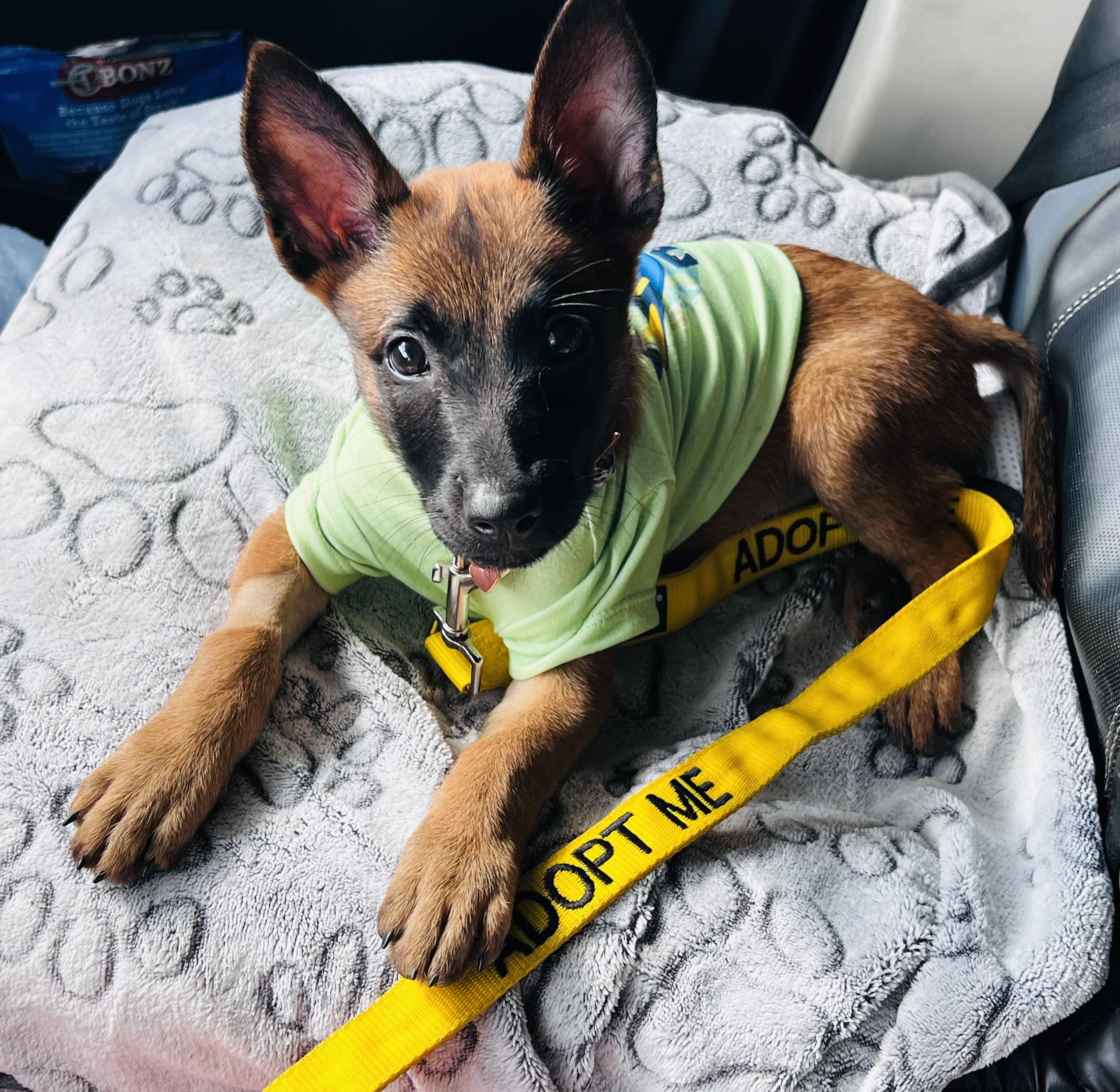 Berry, Adopted, Puppy Female Belgian Shepherd / Malinois.