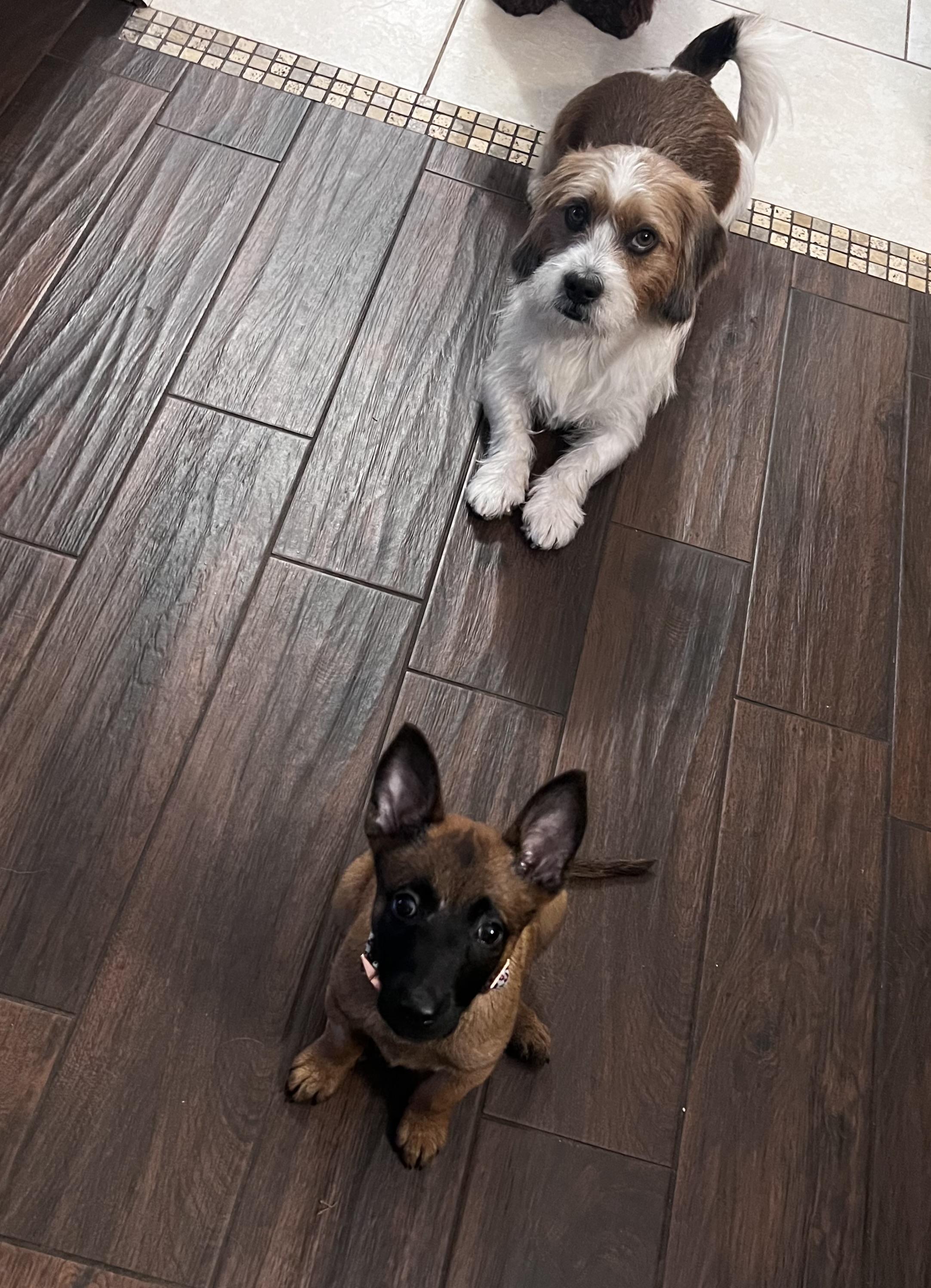 Enlarge Berry, a Adopted Belgian Shepherd / Malinois in Palm Coast, FL image 2/5