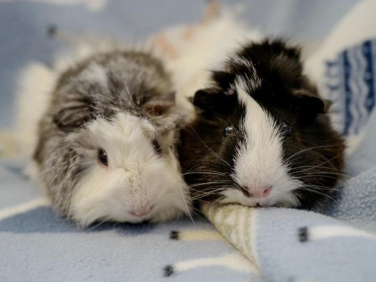 Enlarge Sally & Susie, a Adopted Guinea Pig in San Jose, CA image 1/1