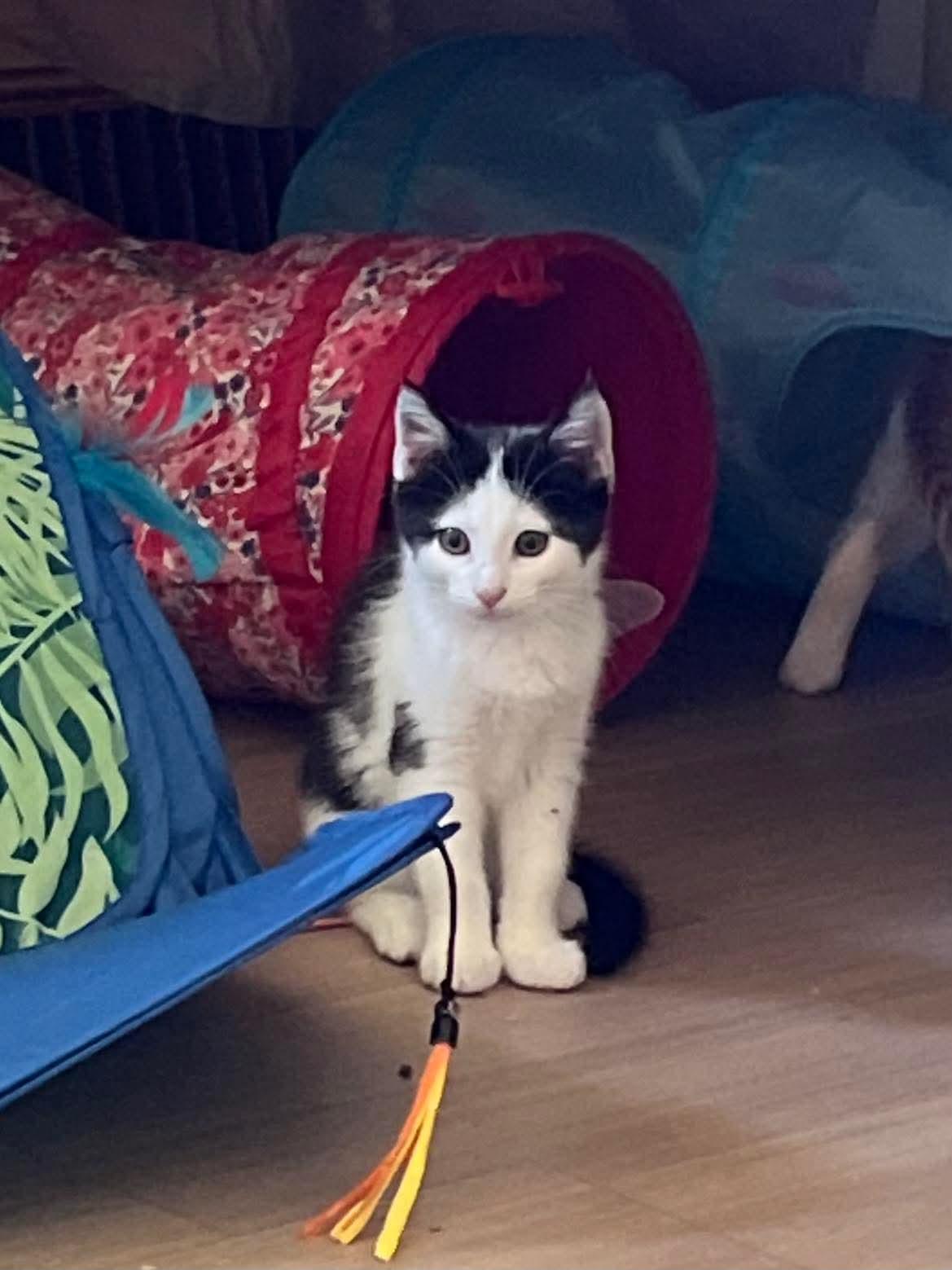 Mandy, a Adoptable Domestic Short Hair image 4/5