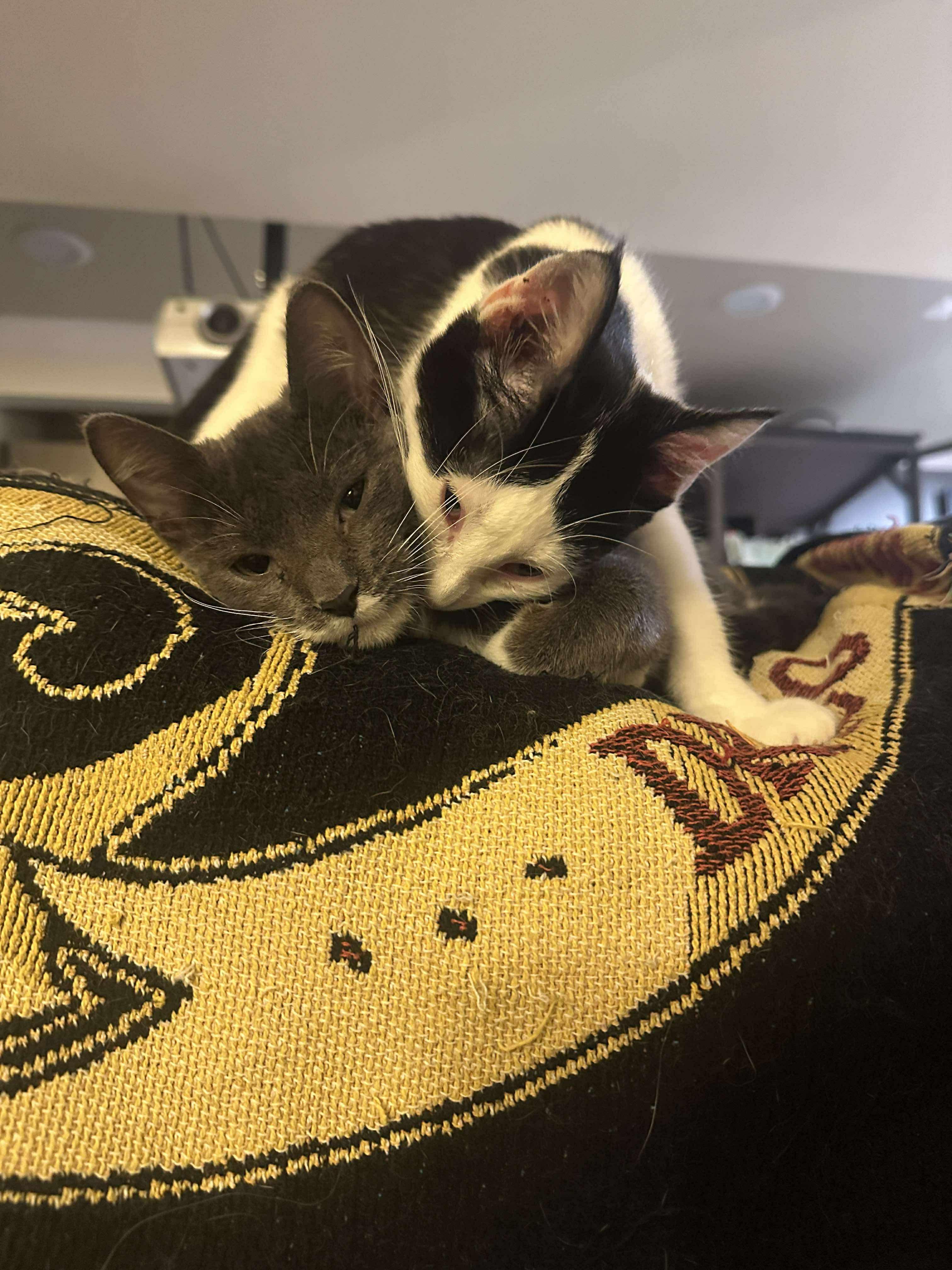 Mandy, a Adoptable Domestic Short Hair image 3/5