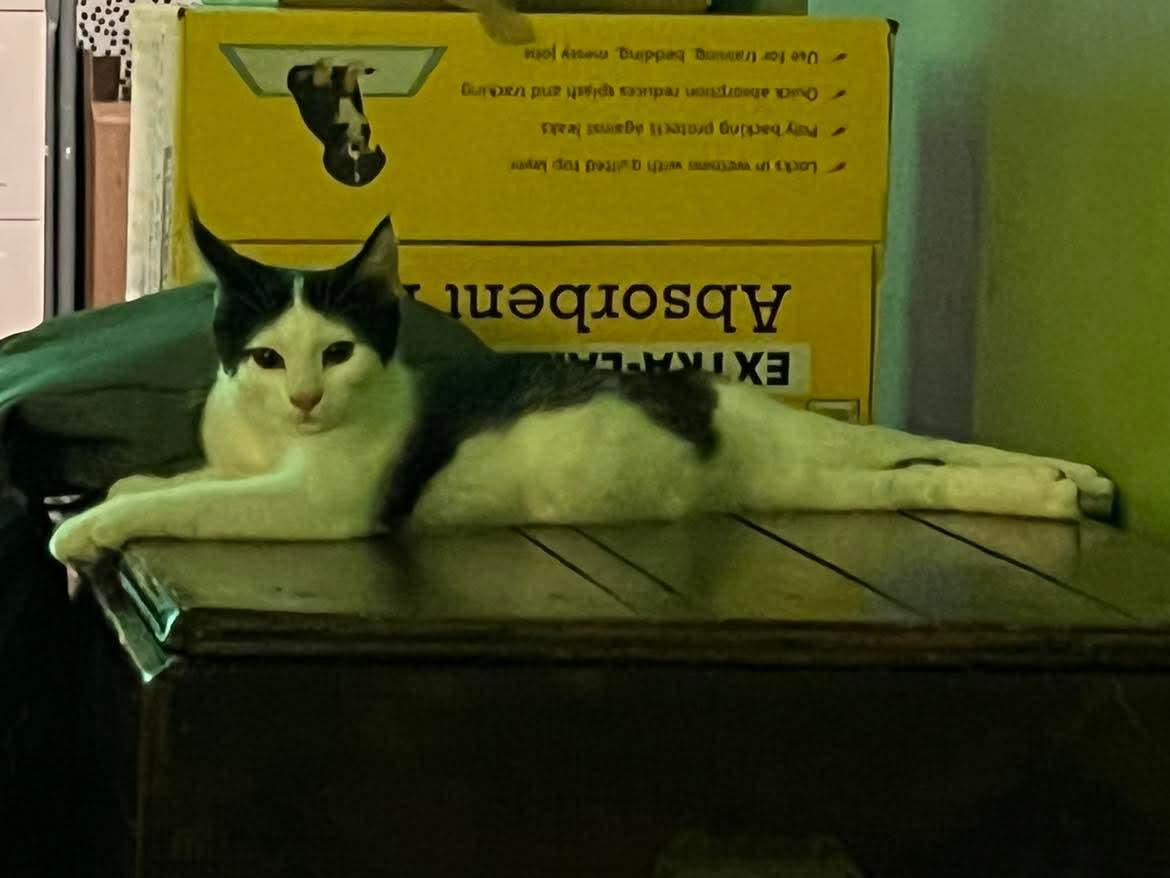 Mandy, a Adoptable Domestic Short Hair image 5/5