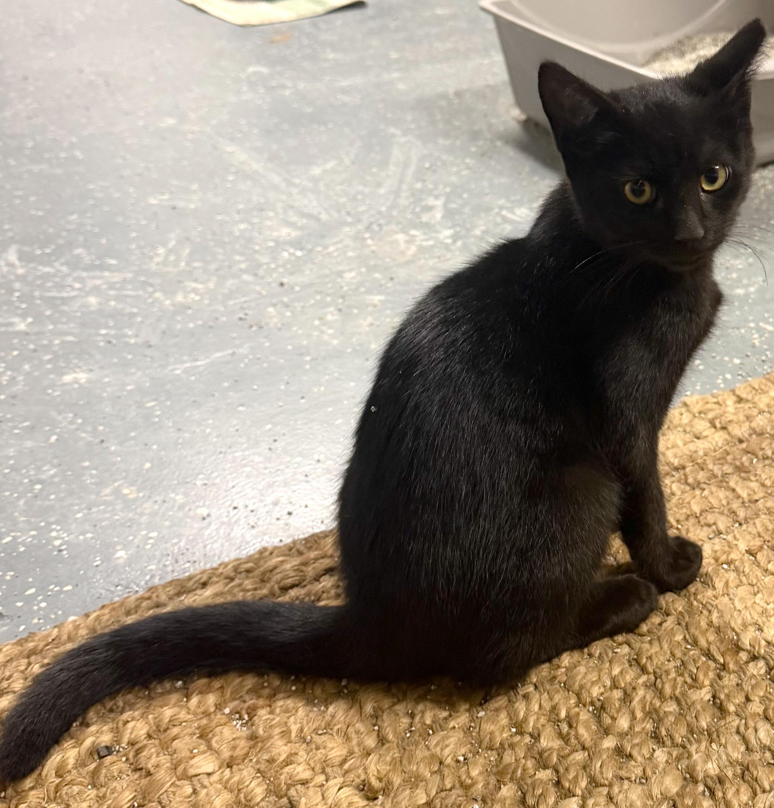 Enlarge Shadow, a ADOPTABLE mixed breed in Hilton Head Island, SC image 1/2