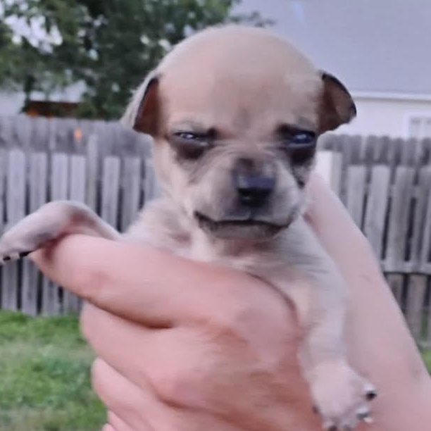 Enlarge Squirrel, an adoptable Mixed Breed in Brenham, TX image 2/4