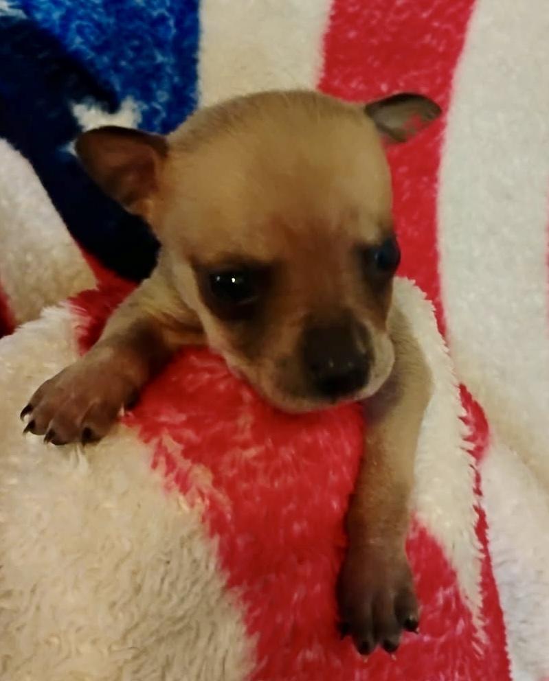 Squirrel, an adoptable mixed breed in Brenham, TX image 2/6
