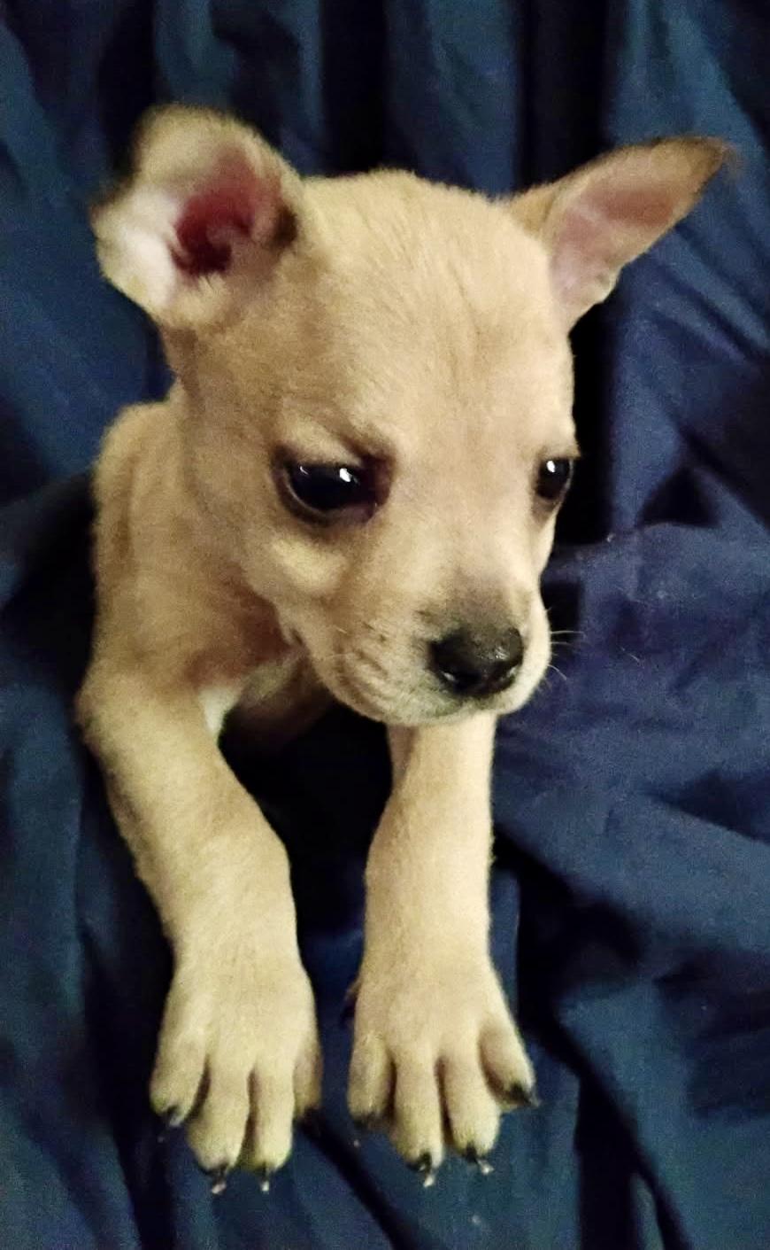 Squirrel, adoptable, Puppy Female Terrier.
