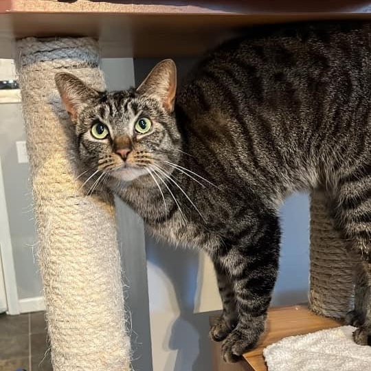 Brownie, Adult Female Domestic Short Hair