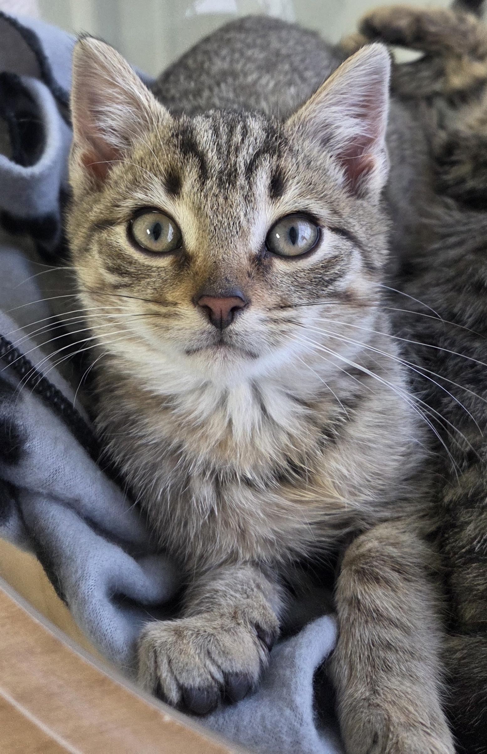 Enlarge Ribbon, a ADOPTABLE Domestic Short Hair in Rushville, IN image 1/1