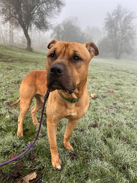 MOULDER, Adoptable, Adult Male American Staffordshire Terrier.