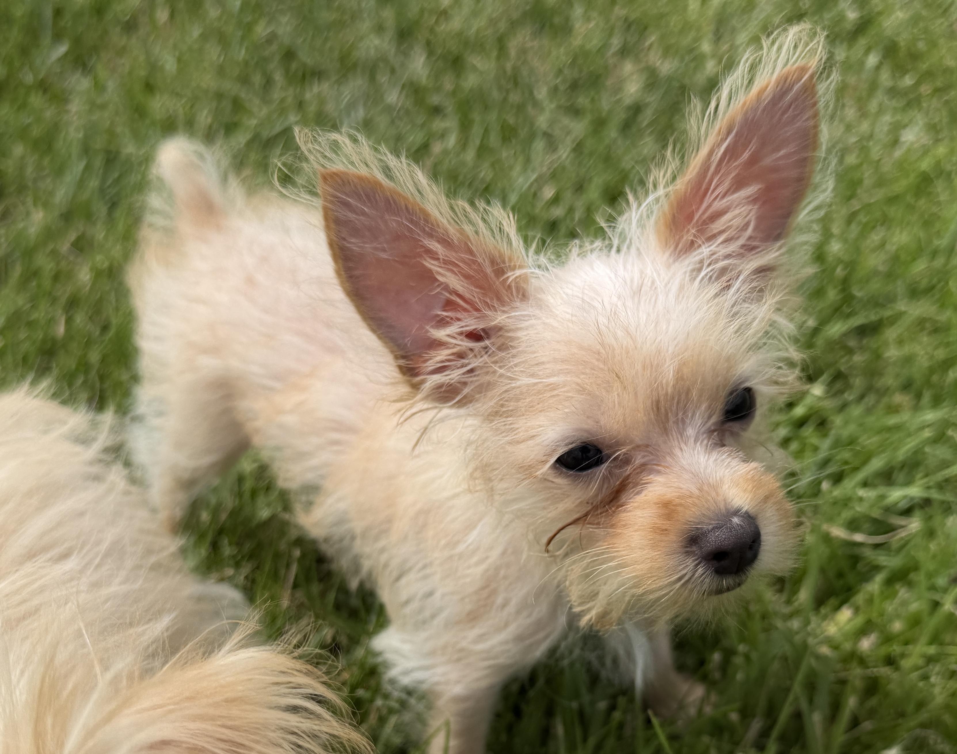 Tot, ADOPTABLE, Puppy Female Yorkshire Terrier & Maltese.