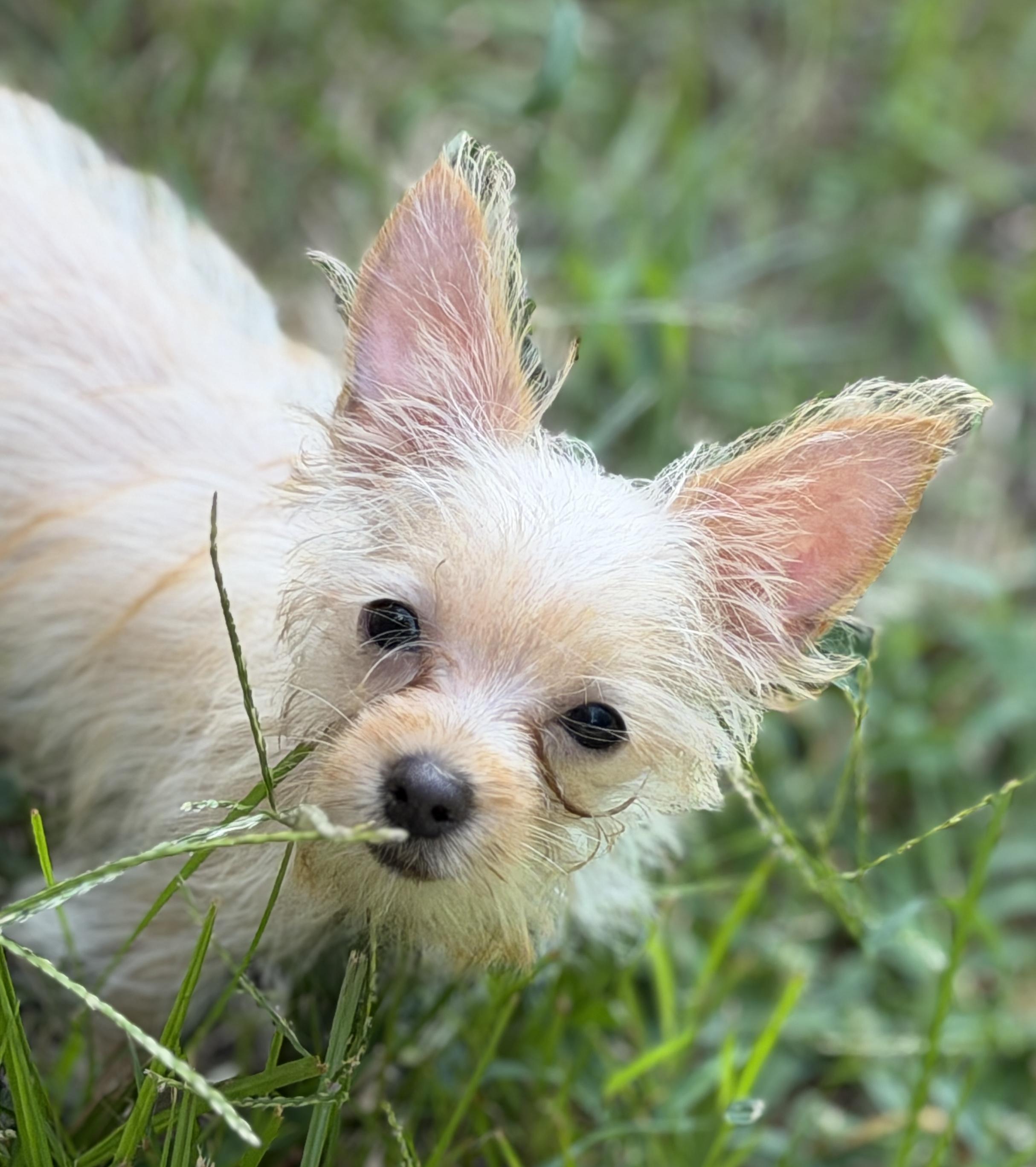 Tot, a ADOPTABLE mixed breed in Overland Park, KS image 2/4