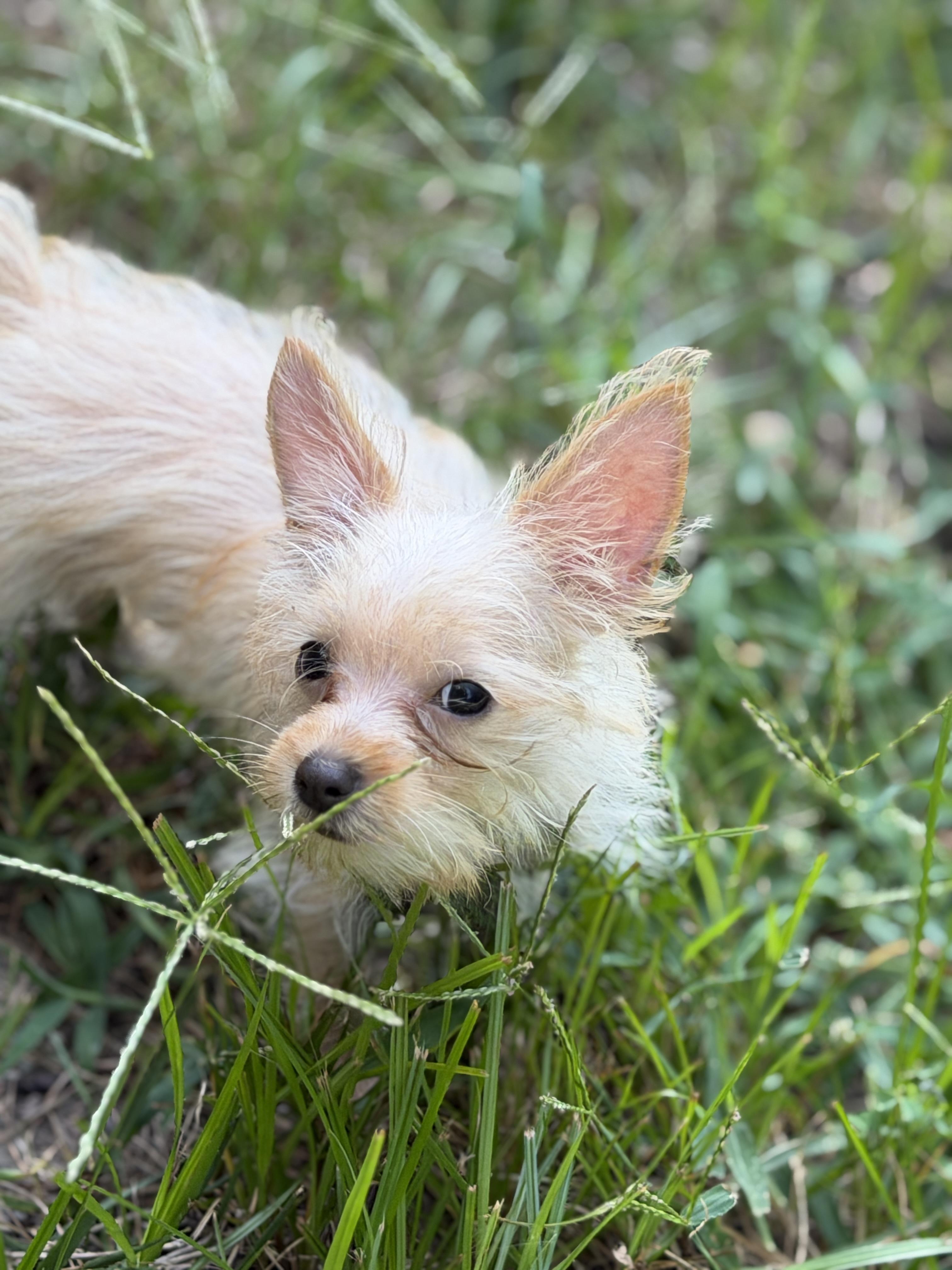 Tot, a ADOPTABLE mixed breed in Overland Park, KS image 3/4