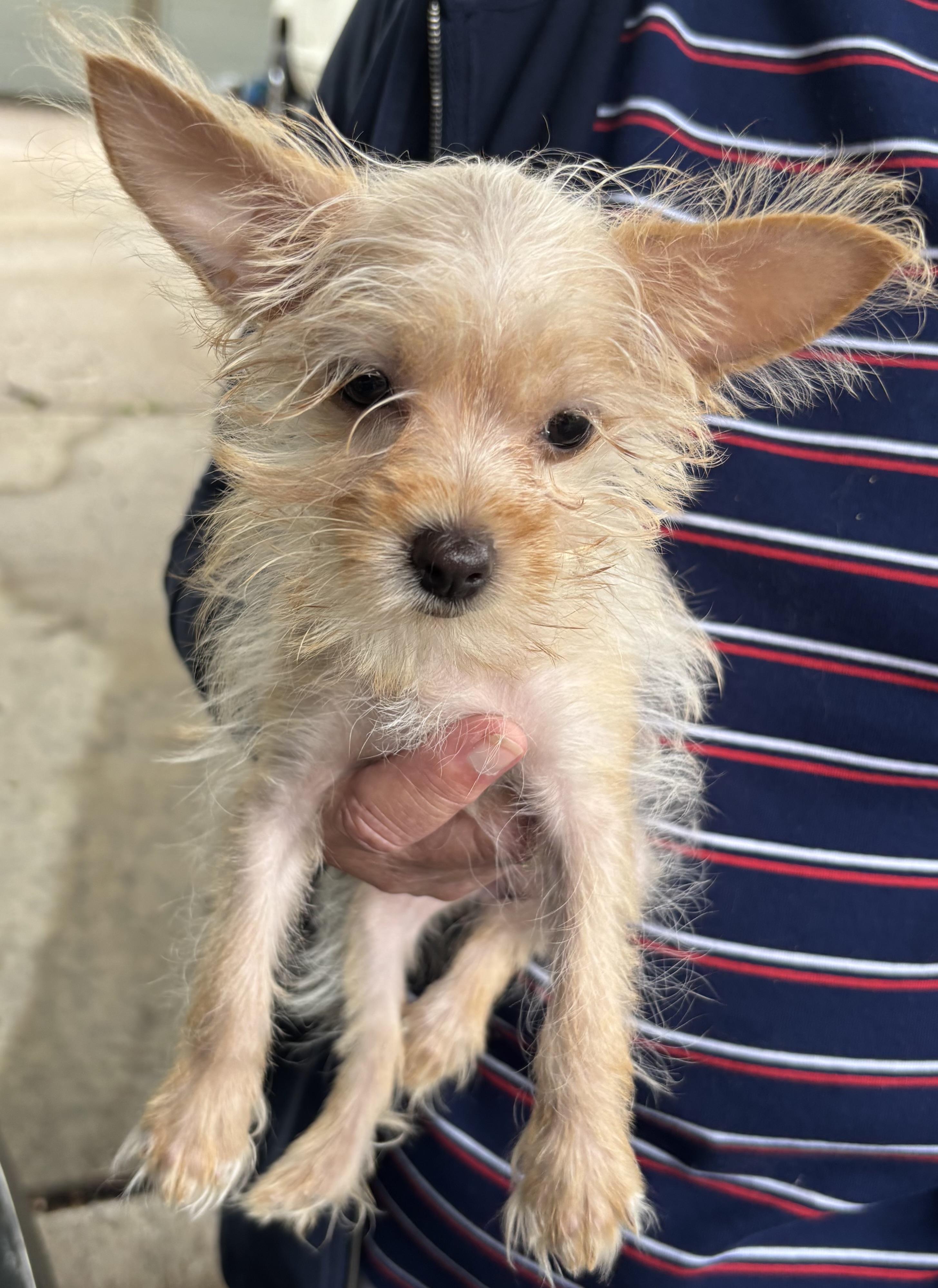 Tot, a ADOPTABLE mixed breed in Overland Park, KS image 4/4