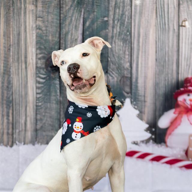 MADDIE, Adoptable, Adult Female American Bulldog.