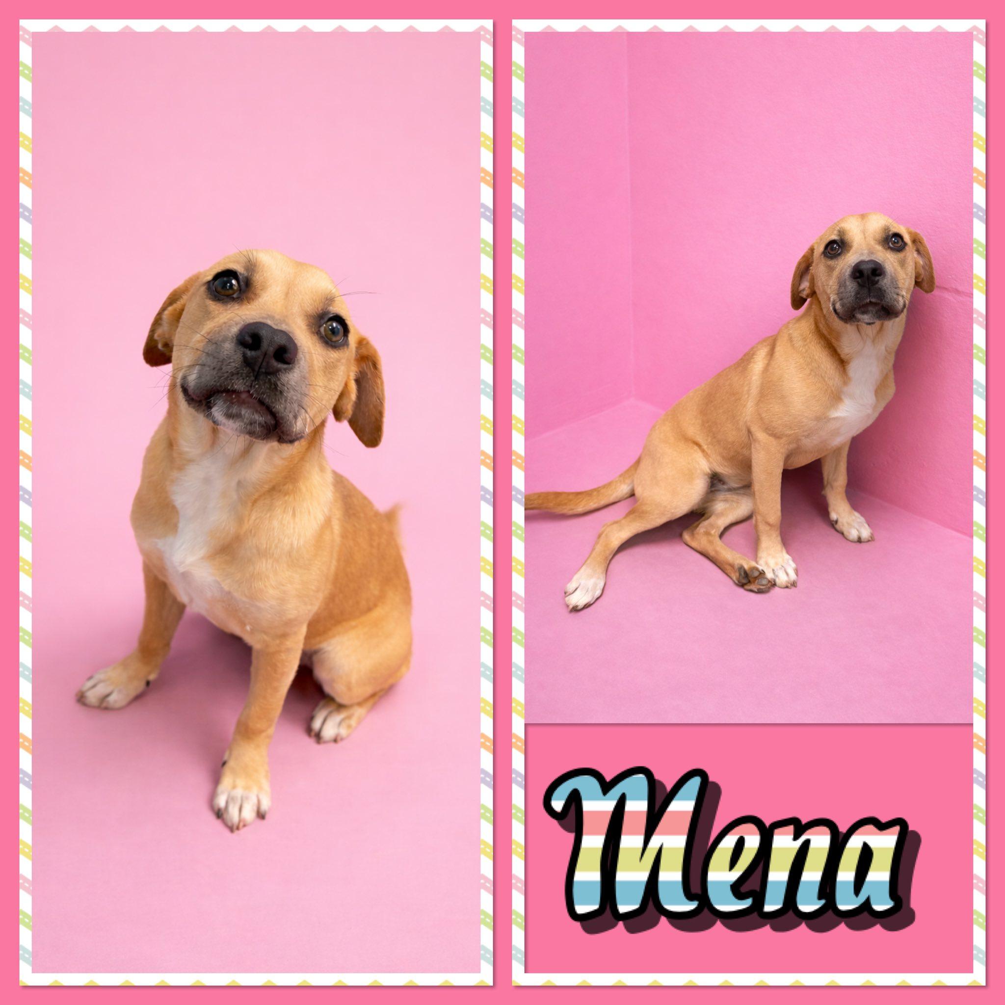 Mena, adopted, Young Female Retriever.