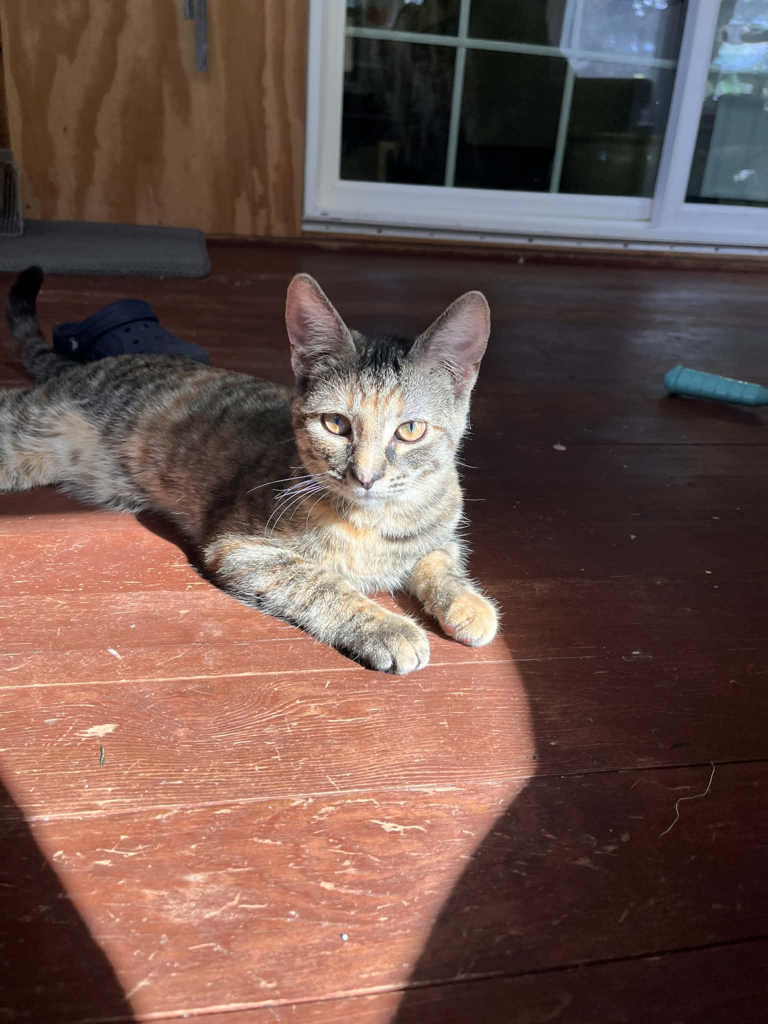 River, Adoptable, Kitten Female Domestic Short Hair.