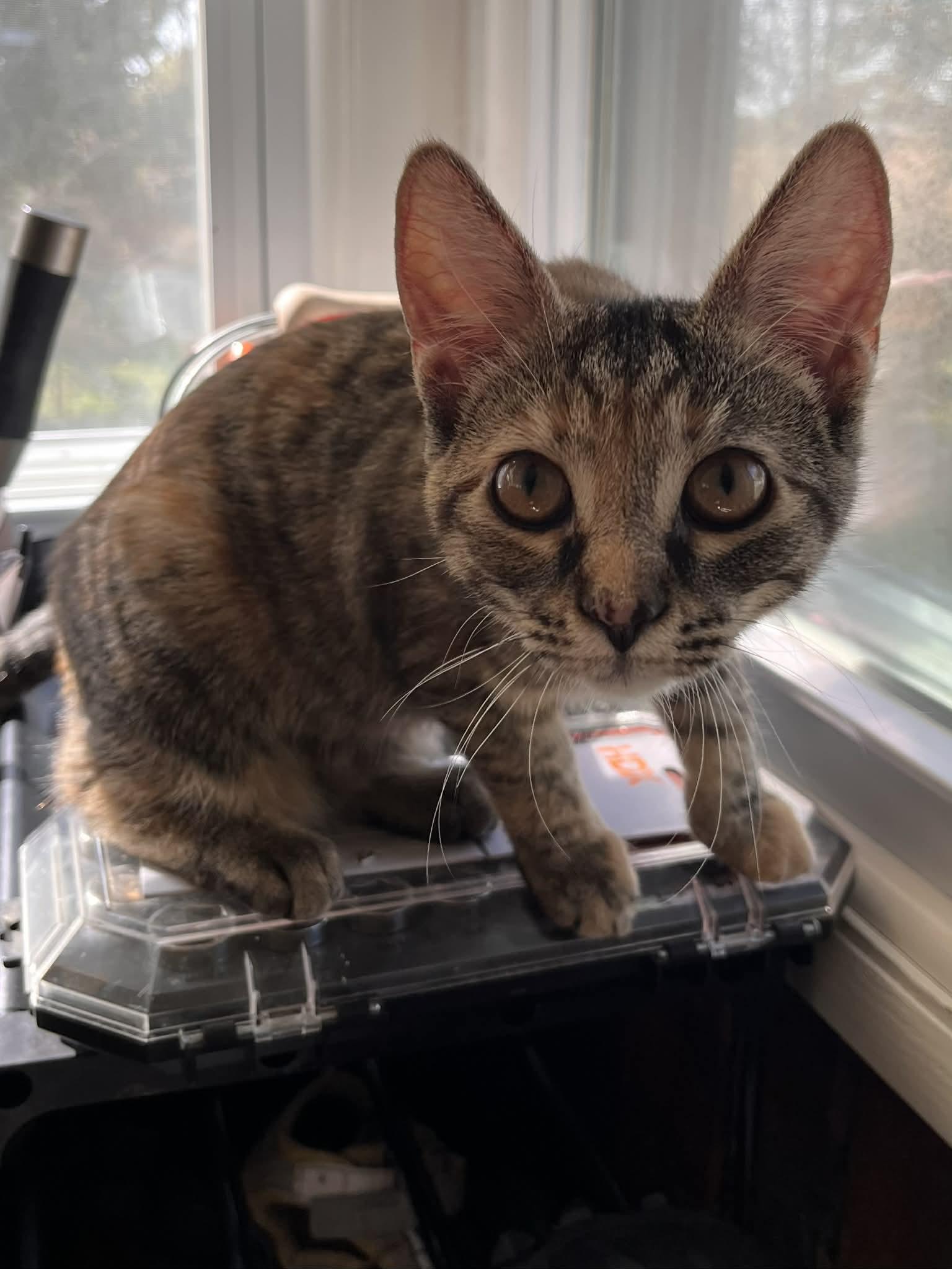 Enlarge River, a Adoptable Domestic Short Hair in hinckley, IL image 2/3