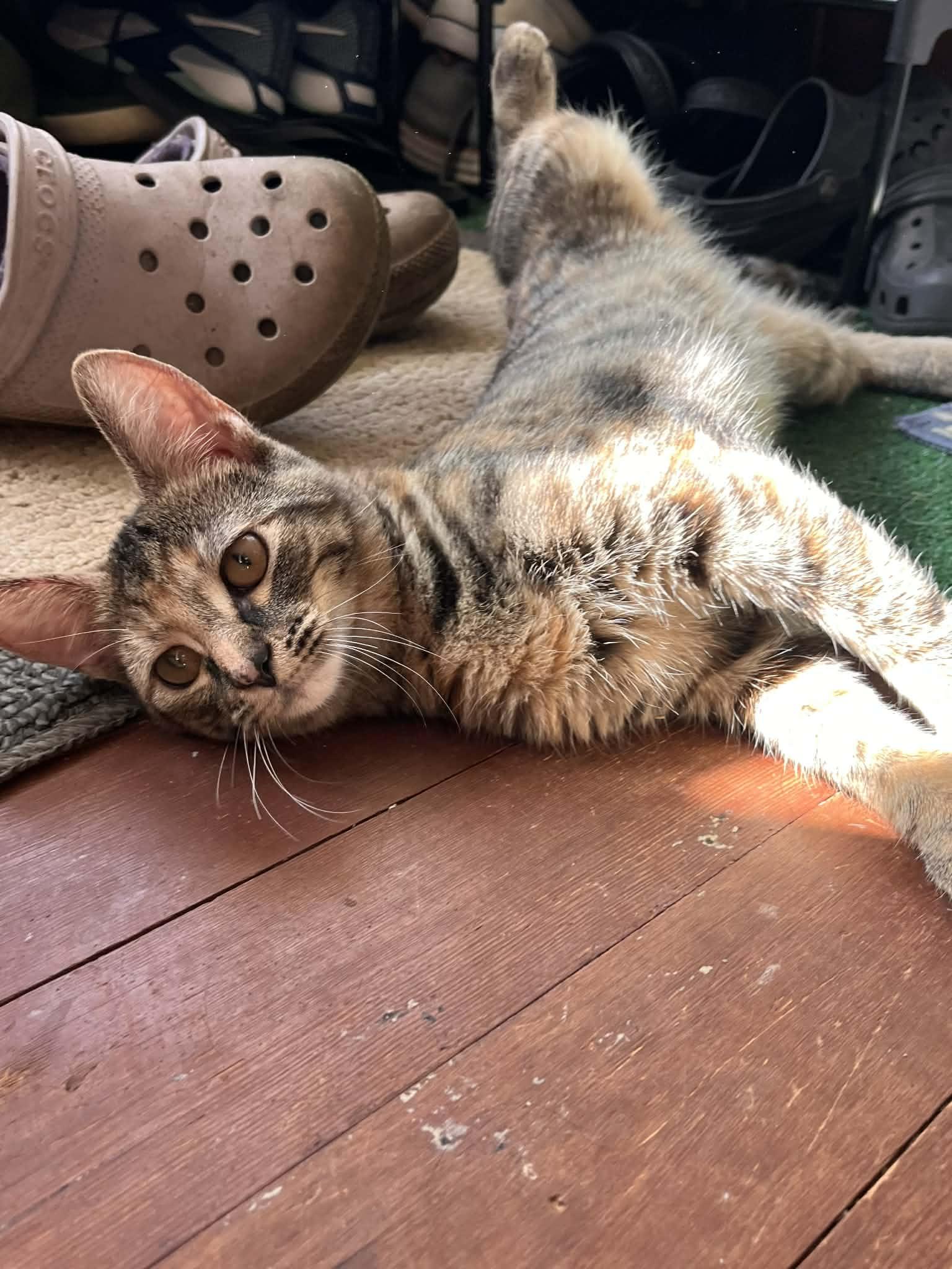 Enlarge River, a Adoptable Domestic Short Hair in hinckley, IL image 3/3