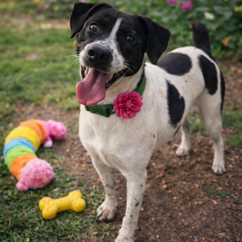 Tuffy, Adoptable, Adult Female Rat Terrier.