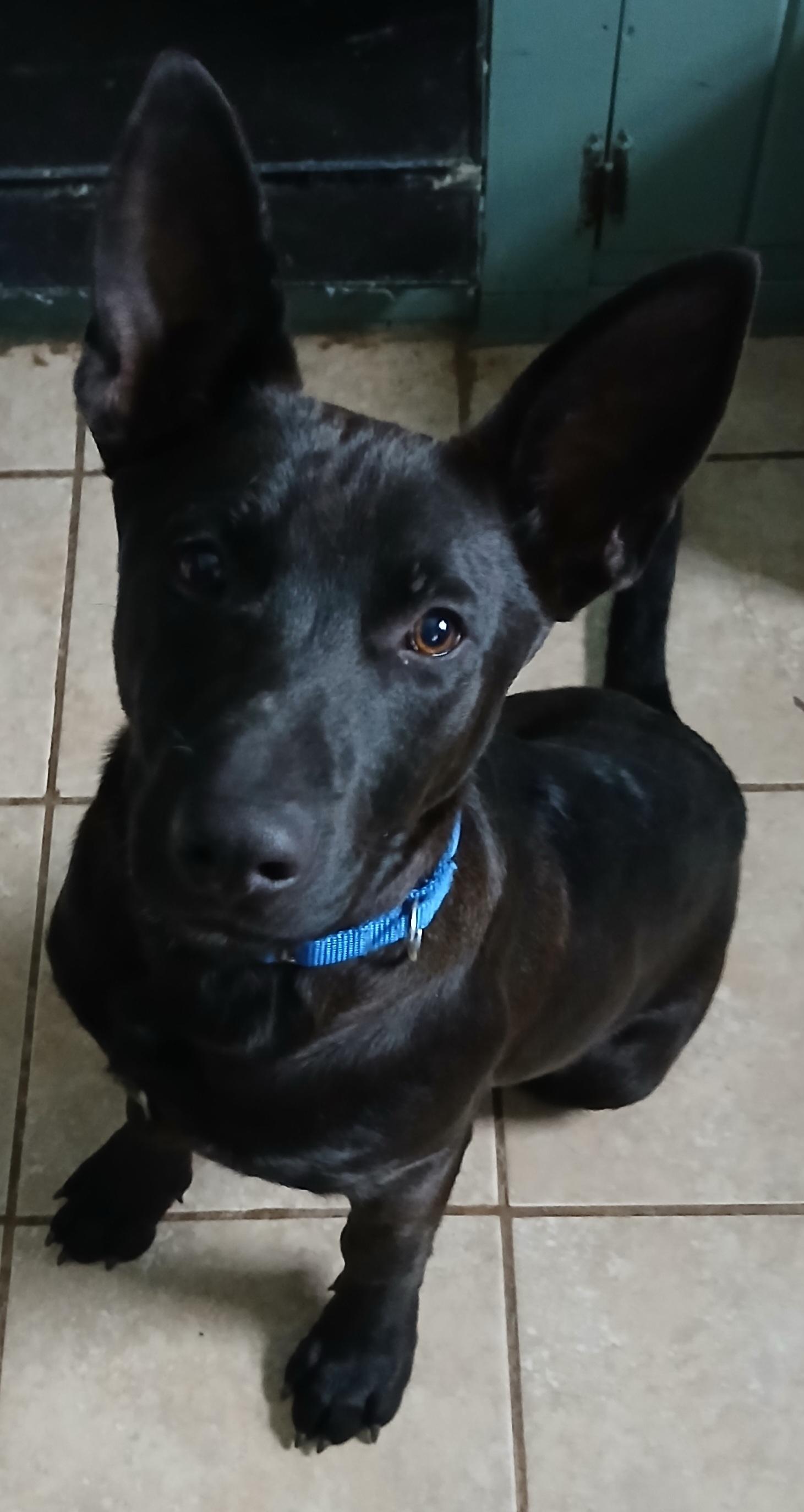 Enlarge Razzle, a ADOPTABLE mixed breed in Gardiner, NY image 2/3