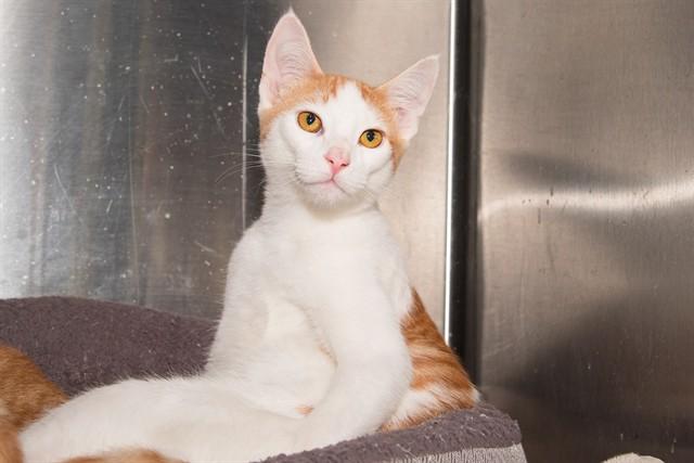 NAVAL, Adoptable, Young Male Domestic Short Hair.