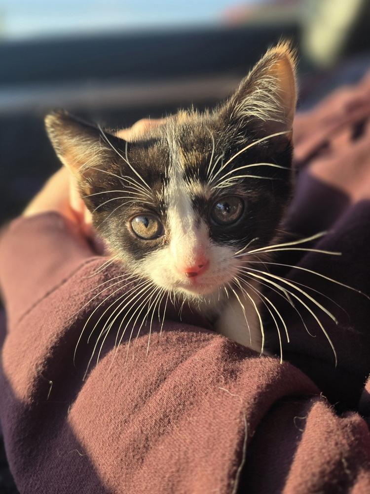 Raya     K-322, Adoptable, Kitten Female Domestic Short Hair.