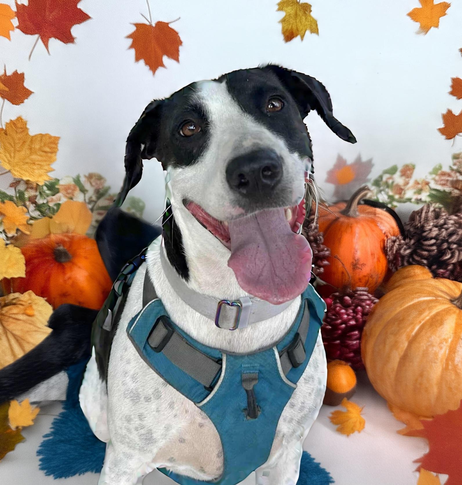 Charity, Adoptable, Young Female Bull Terrier & Labrador Retriever.