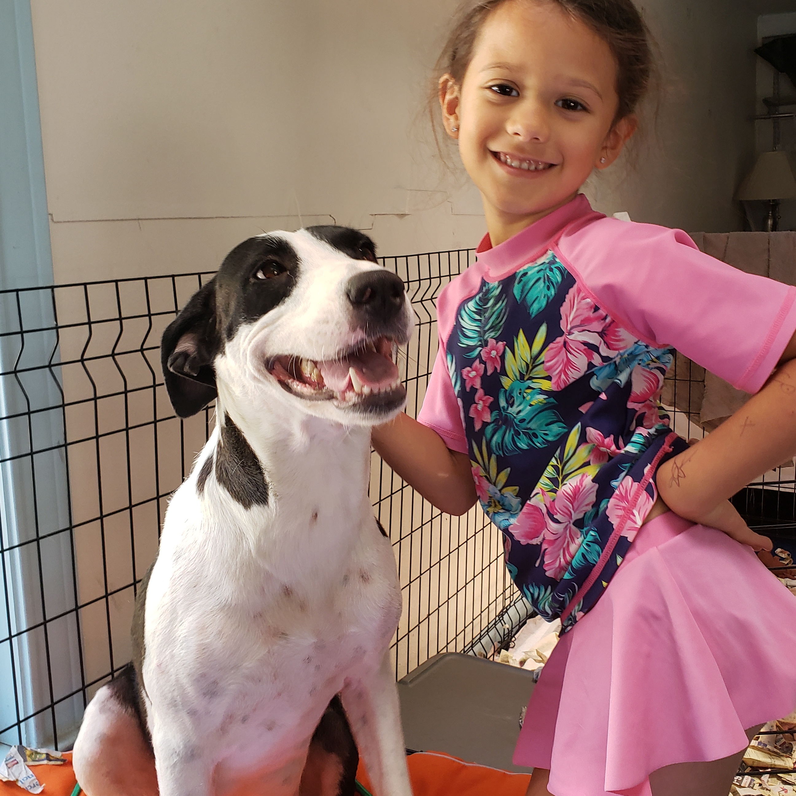 Charity, a Adoptable mixed breed in Bothell, WA image 5/6