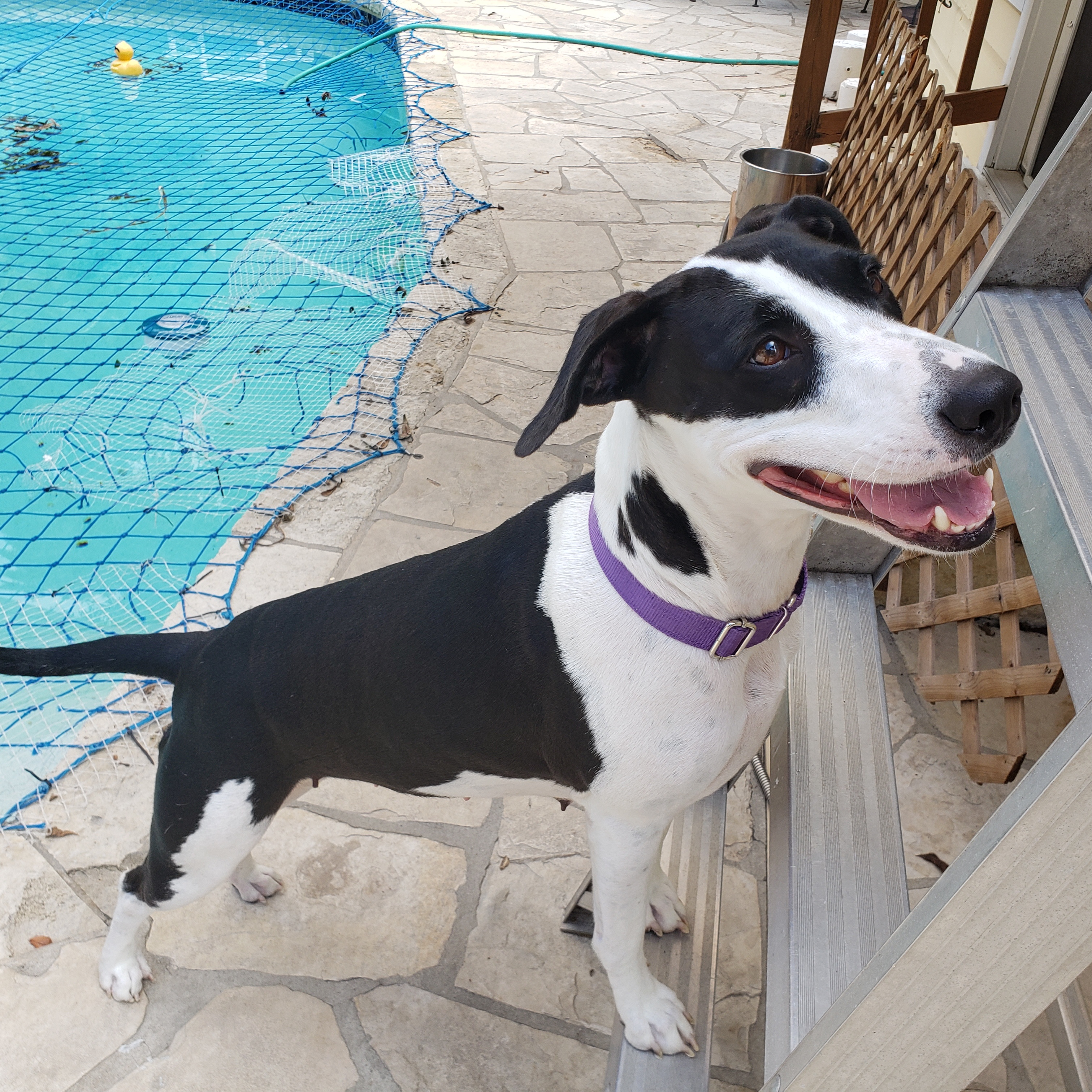 Charity, a Adoptable mixed breed in Bothell, WA image 2/6