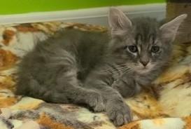 Wade, a ADOPTABLE Domestic Medium Hair in Elizabeth, IL image 2/2