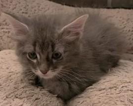 Wade, ADOPTABLE, Young Male Domestic Medium Hair.