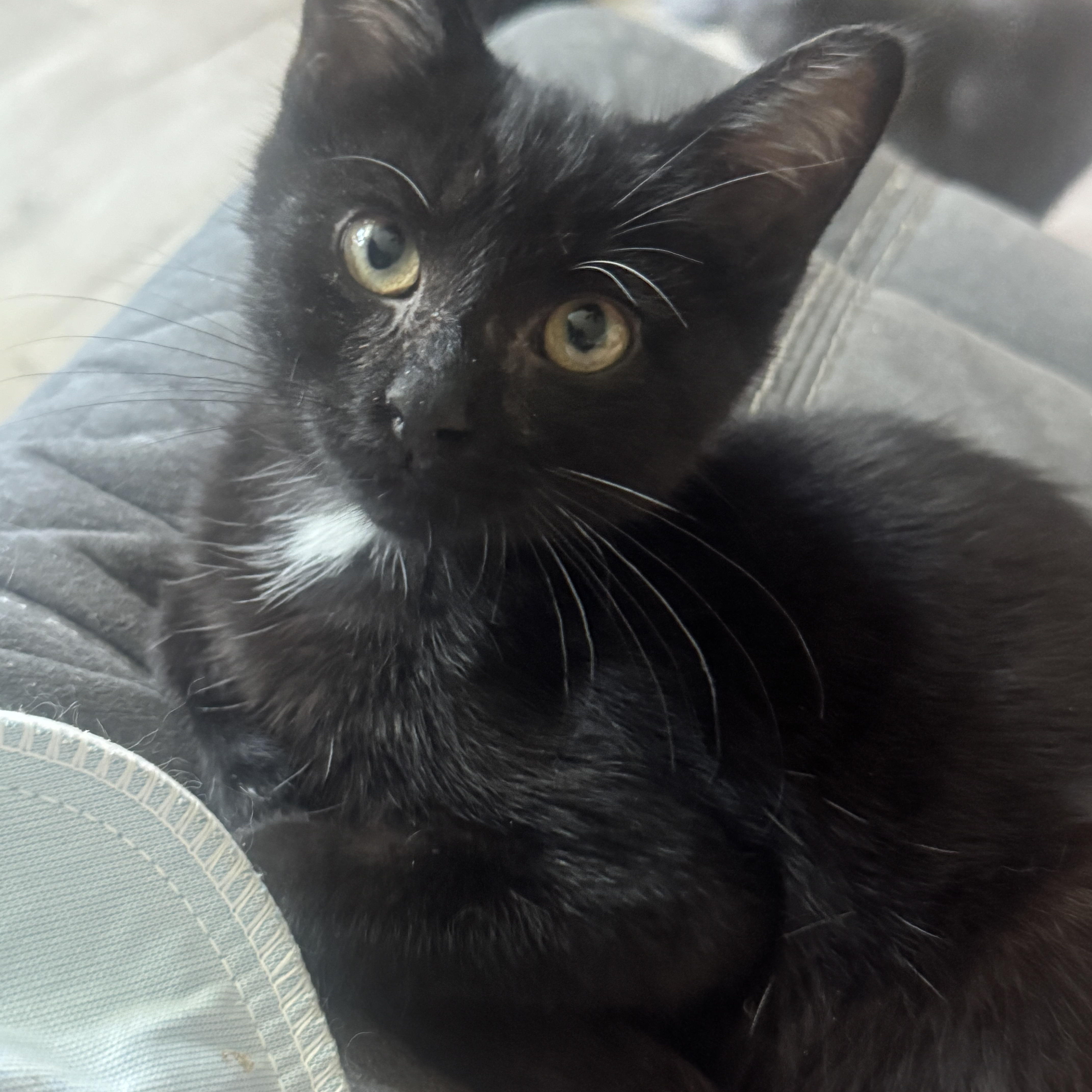 Thaddeus, Adoptable, Kitten Male Domestic Short Hair.