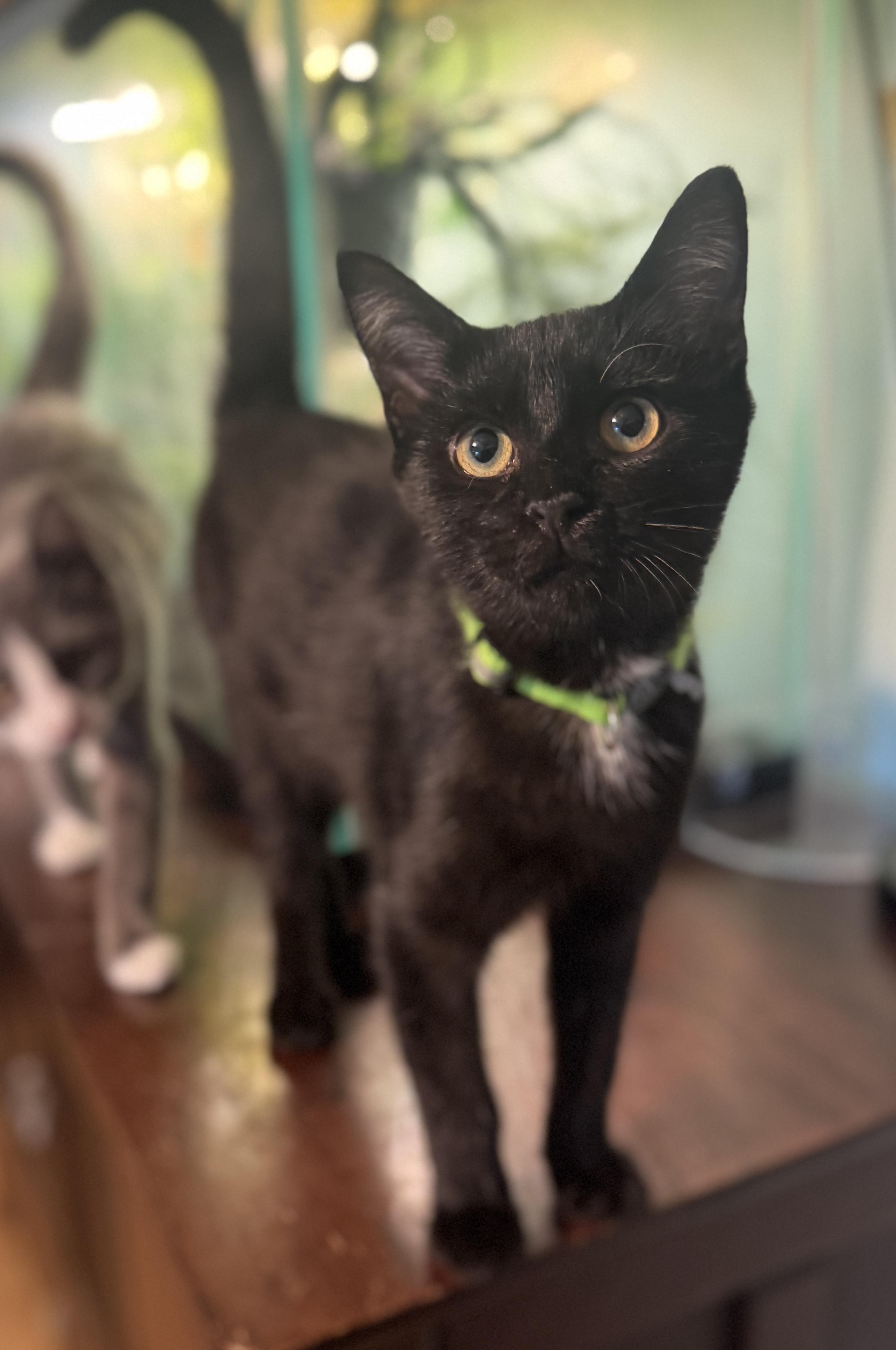 Enlarge Thaddeus, a Adoptable Domestic Short Hair in Massillon, OH image 2/3