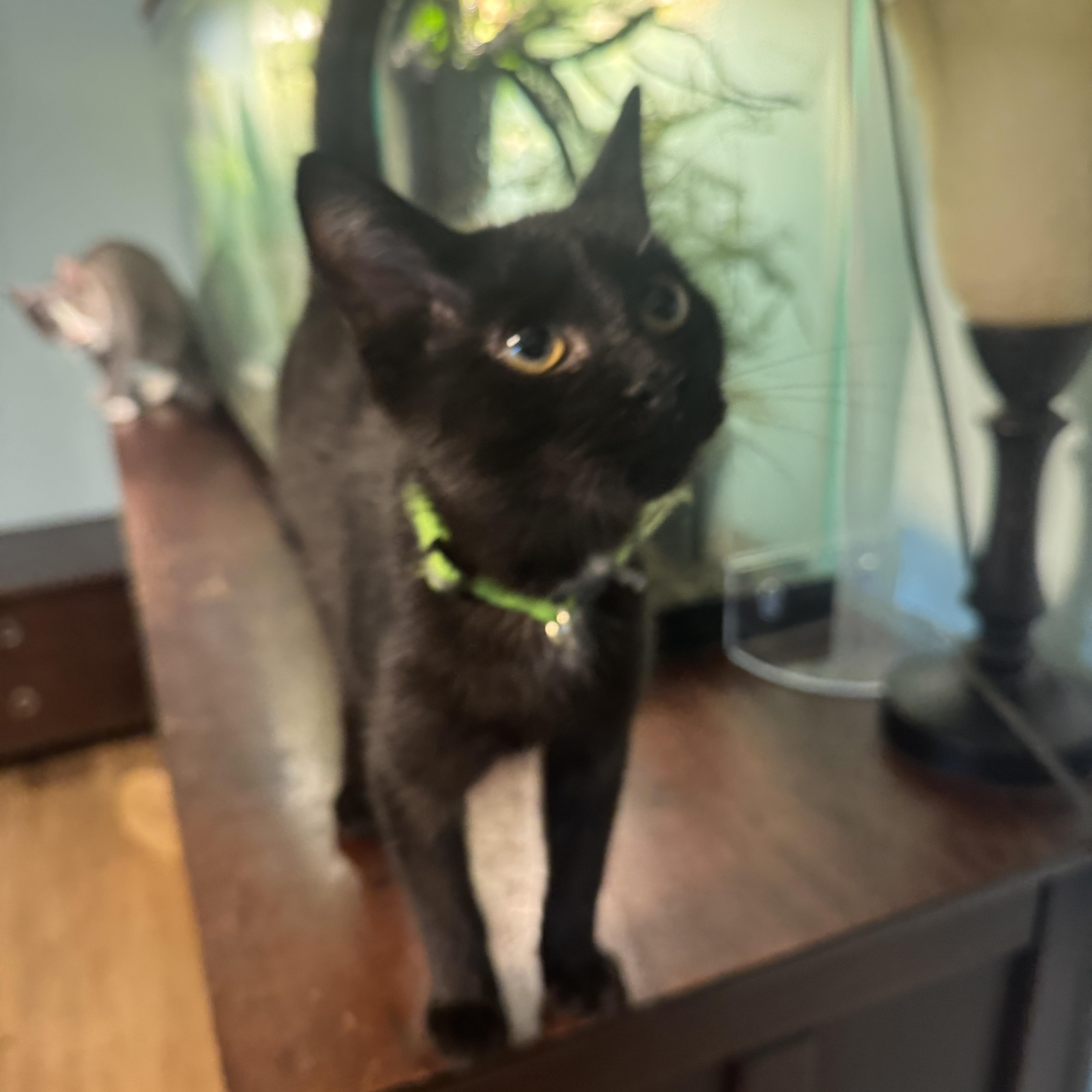 Enlarge Thaddeus, a Adoptable Domestic Short Hair in Massillon, OH image 3/3