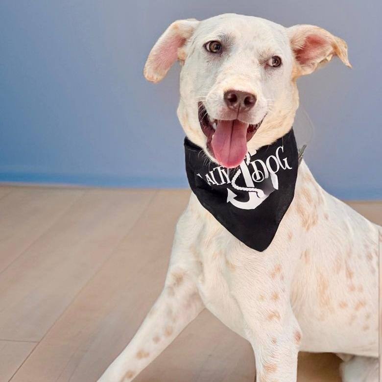 Willy, a Adoptable mixed breed in Las Jarretaderas, NAY image 2/6