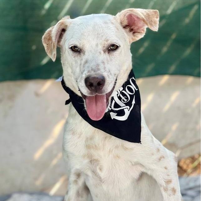 Willy, a Adoptable mixed breed in Las Jarretaderas, NAY image 1/6