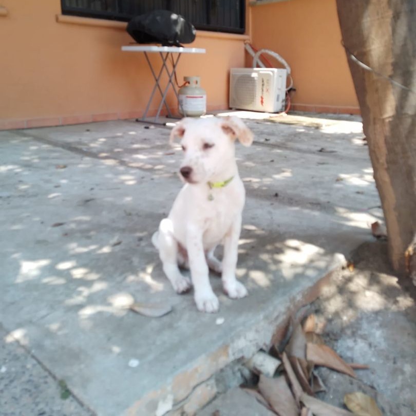 Willy, a Adoptable mixed breed in Las Jarretaderas, NAY image 5/6