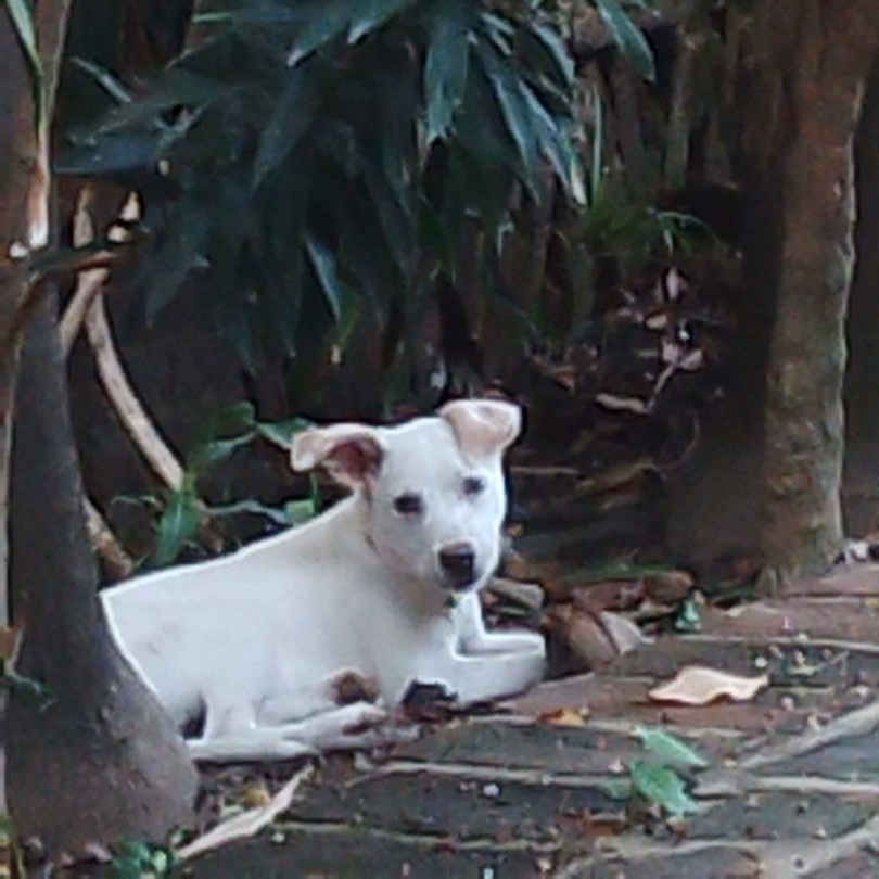Willy, a Adoptable mixed breed in Las Jarretaderas, NAY image 4/6