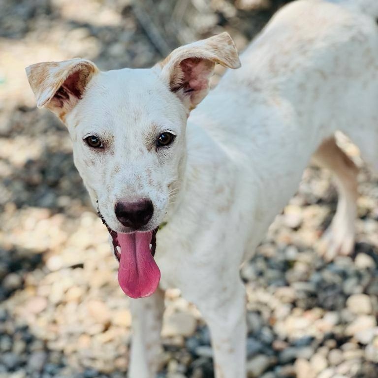 Willy, a Adoptable mixed breed in Las Jarretaderas, NAY image 3/6
