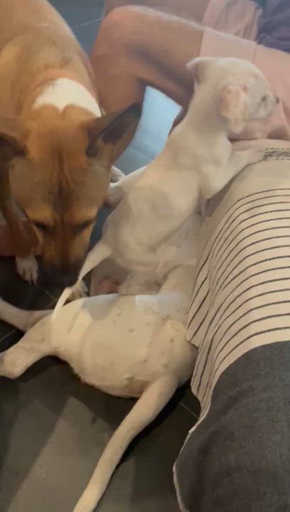 Enlarge Willy, a Adoptable mixed breed in Las Jarretaderas, NAY video 6/6