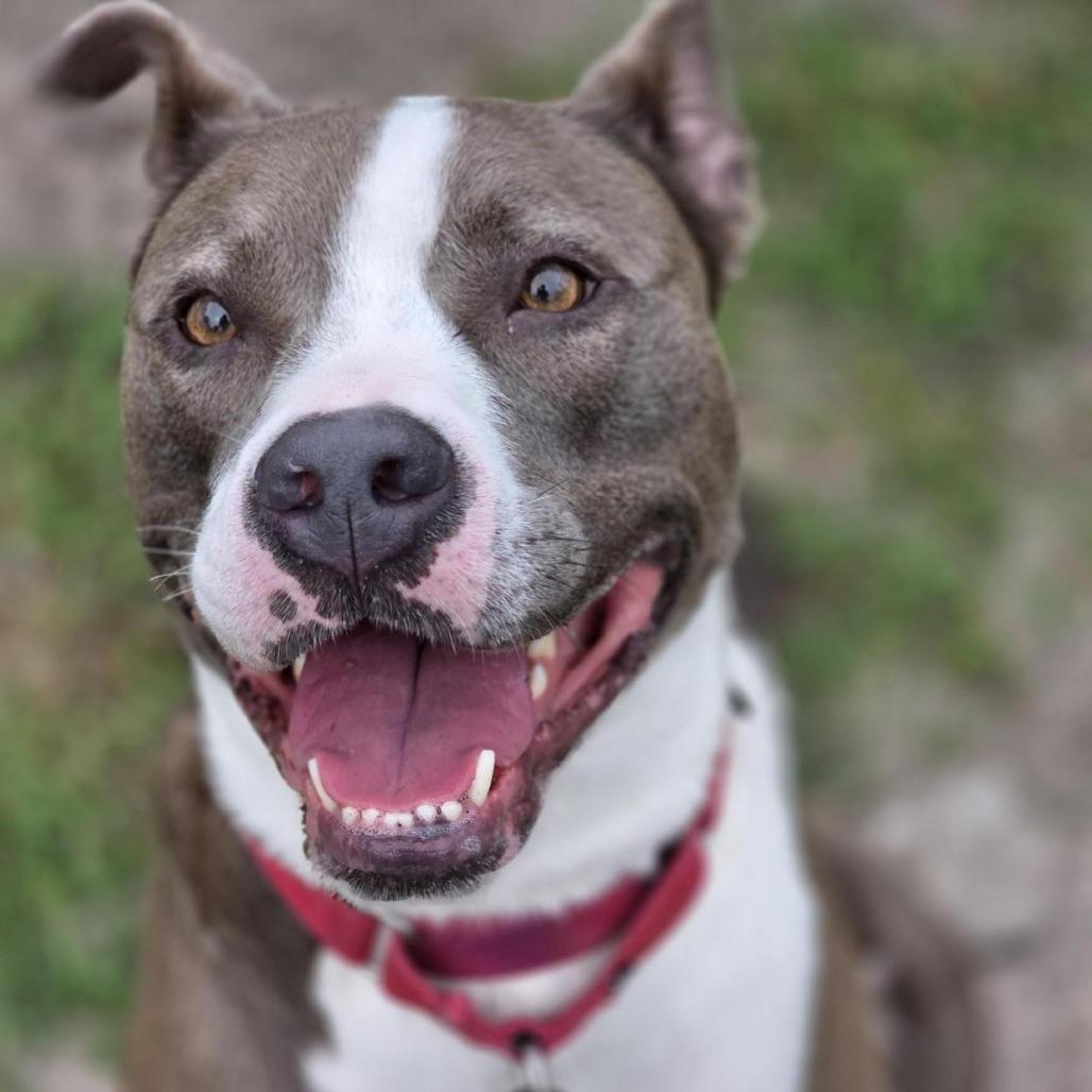 Daylights, a Adoptable Mixed Breed in Jacksonville, FL image 1/6