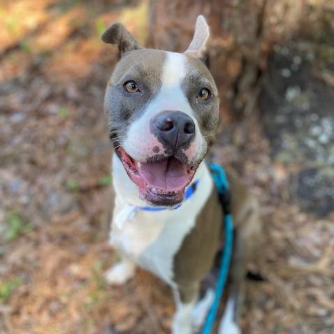 Daylights, a Adoptable Mixed Breed in Jacksonville, FL image 2/6
