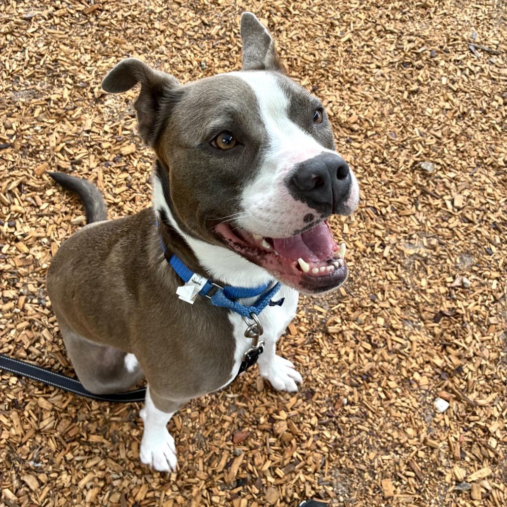 Daylights, a Adoptable Mixed Breed in Jacksonville, FL image 3/6