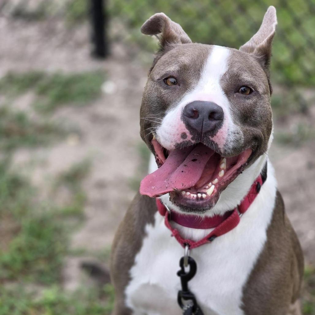 Daylights, a Adoptable Mixed Breed in Jacksonville, FL image 4/6