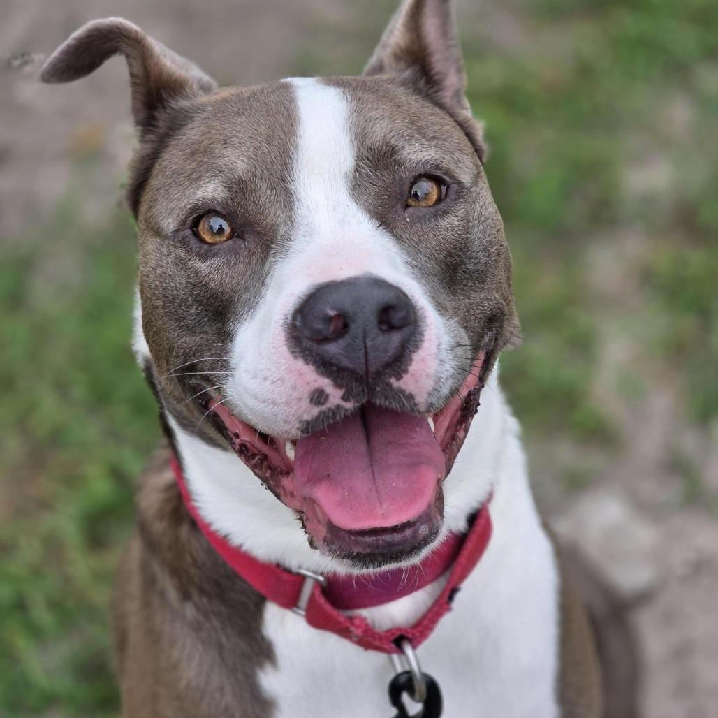 Daylights, a Adoptable Mixed Breed in Jacksonville, FL image 5/6