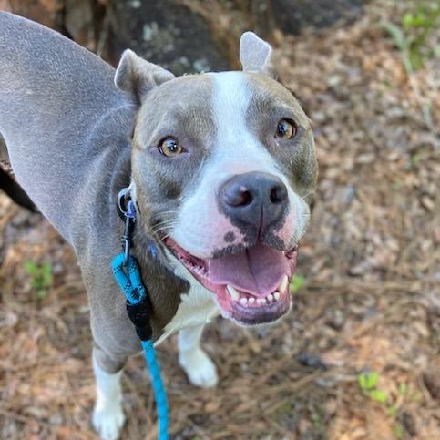 Daylights, a Adoptable Mixed Breed in Jacksonville, FL image 6/6