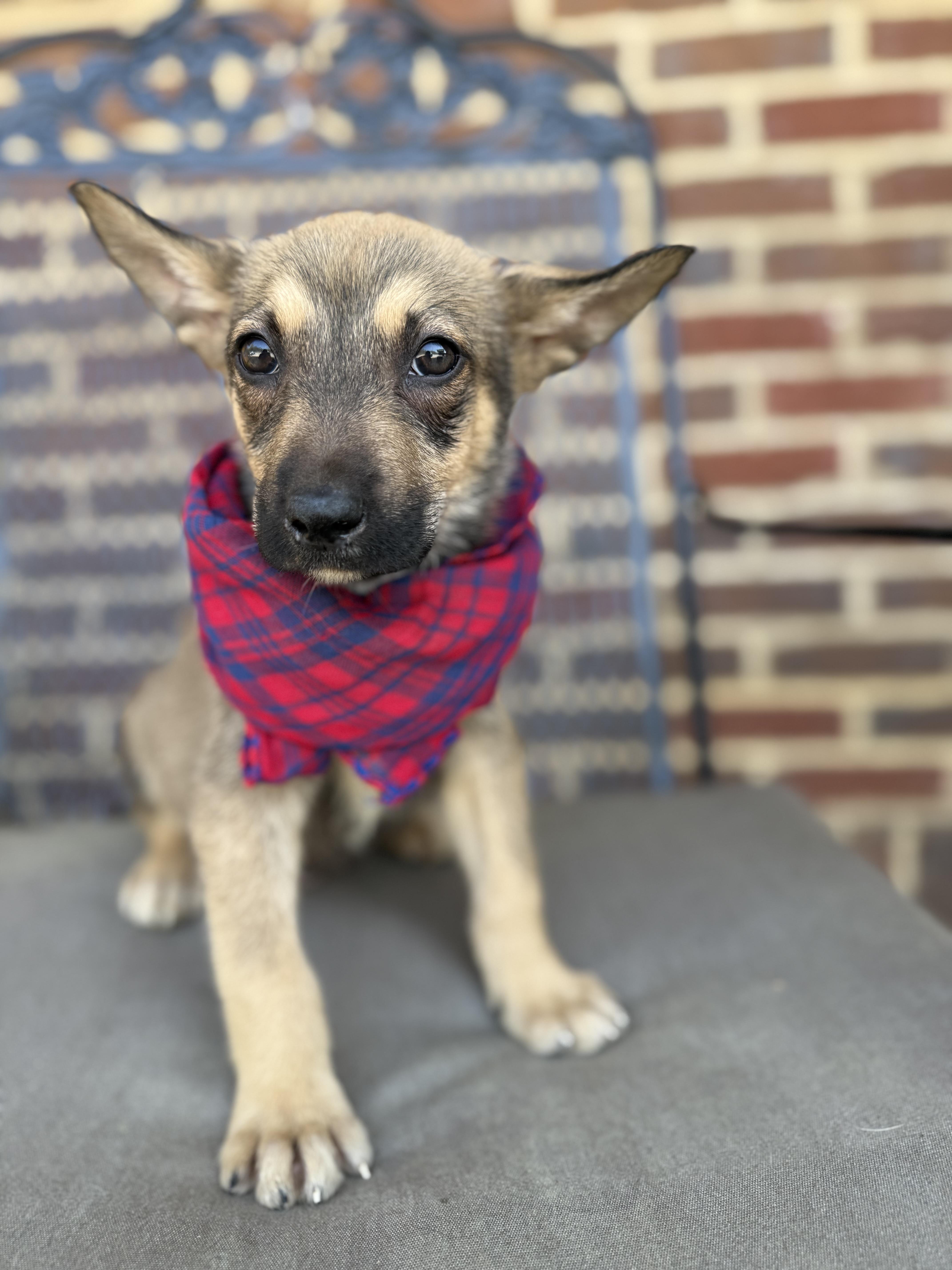 Tortellini, Adoptable, Puppy Male Terrier & Chiweenie.