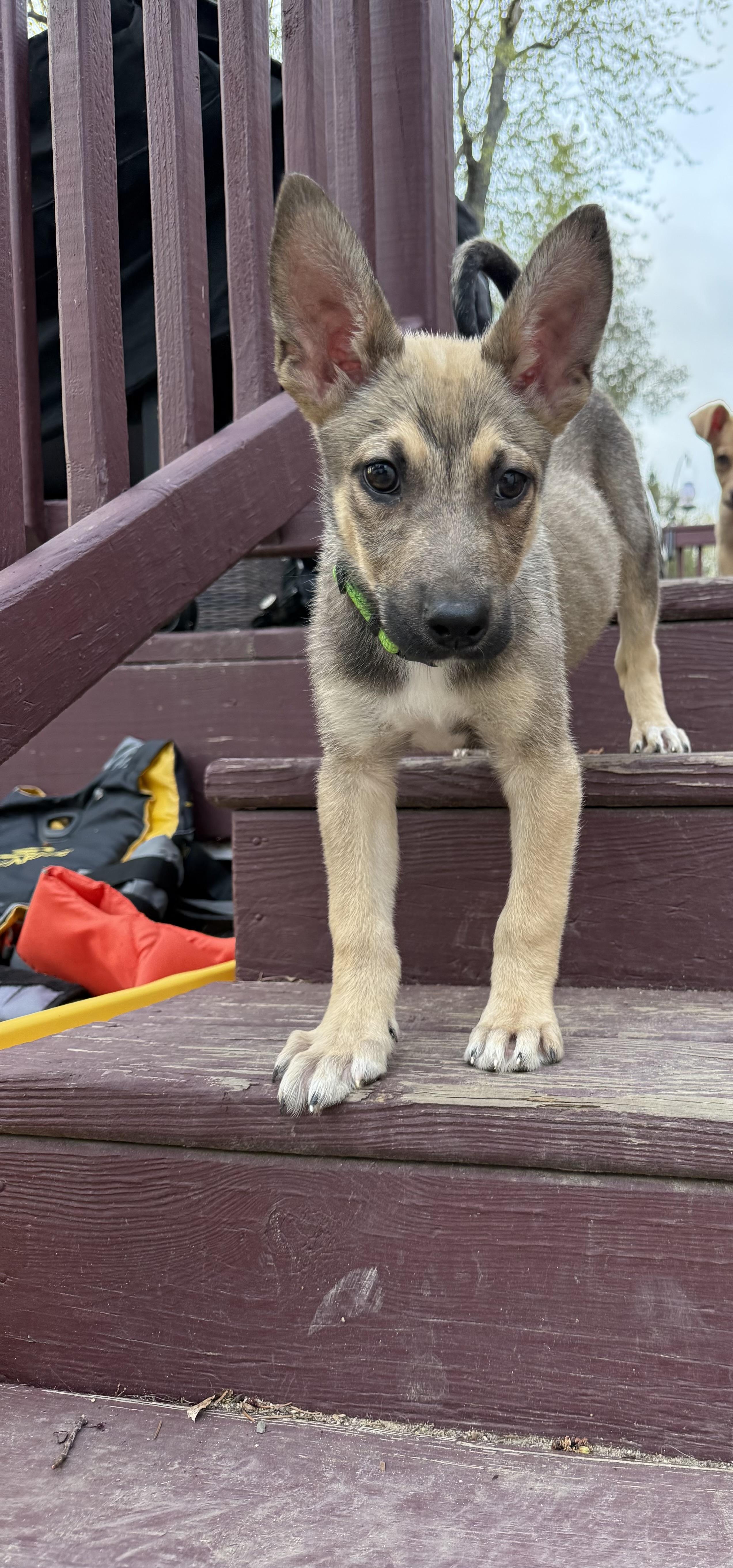Enlarge Tortellini, a Adoptable mixed breed in Newfoundland, NJ image 2/4