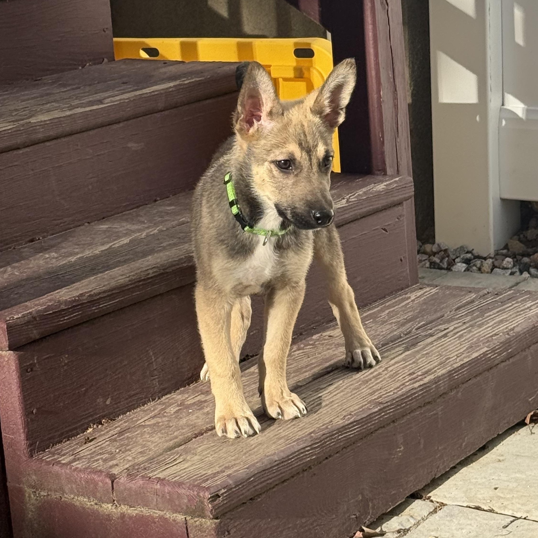 Enlarge Tortellini, a Adoptable mixed breed in Newfoundland, NJ image 3/4